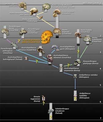 Scoperto l'anello mancante fra il genere Homo e l'Australopithecus Scoperto l'anello mancante fra il genere Homo e l'Australopithecus