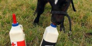 Uenuku – Richie McCow, il latte mondiale dice All Blacks