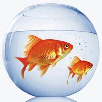 Romeo e Giulietta: indovinello aristotelico Romeo e Giulietta: indovinello aristotelico