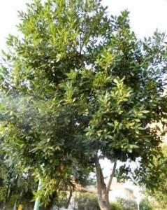 Alloro simbolo di gloria e vittoria e non solo Foto copyright mediterranews.org Alloro simbolo di gloria e vittoria e non solo Foto copyright mediterranews.org