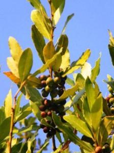 Alloro simbolo di gloria e vittoria e non solo Foto copyright mediterranews.org Alloro simbolo di gloria e vittoria e non solo Foto copyright mediterranews.org