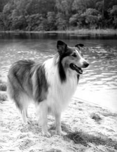 12 settembre 1954: Inizio Serie Tv Cane Lassie