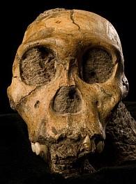 L’Australopithecus sediba contro Darwin, il neo-darwinismo e il gradualismo