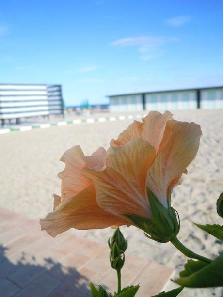 Last days of Summer... Last days of Summer...