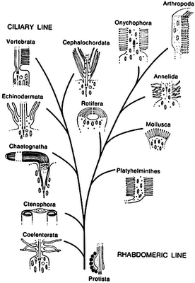 L'evoluzione dell'occhio