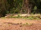 Repubblica del Congo vuole 2,6 miliardi dollari per ripiantare foreste