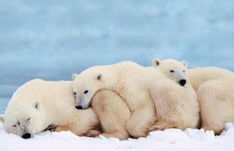 Come sei con gli altri, orso o compagnone? test amicizia,comportamento,coccolone,orso,personalità,consigli comportameto