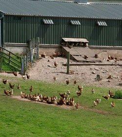 Meno antibiotico-resistenza negli allevamenti biologici di polli