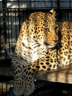 A leopard in a cage