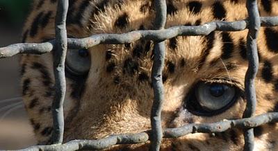 A leopard in a cage