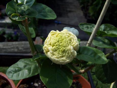 Il Granduca di Toscana Il Granduca di Toscana