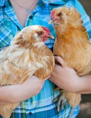 Le galline e la matematica Le galline e la matematica