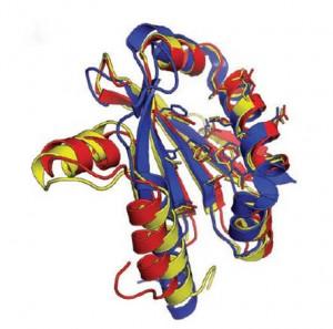 proteina scoperta tramite videogame Tramite un Videogame si scopre una proteina