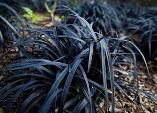 Ophiopogon planiscapus 'Nigrescens' Ophiopogon planiscapus 'Nigrescens'