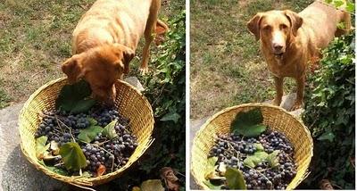 La mia vendemmia e....gelatina d'uva fragola...