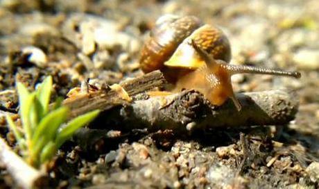 fr Video by Topolino70: Nokia N8 e la lumaca