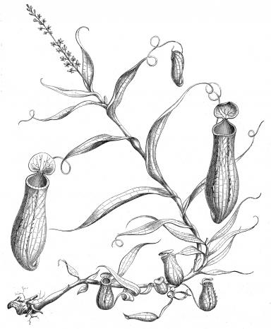 Romanzo d’appendice con pianta carnivora [2]