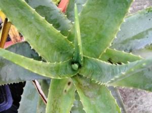 L'Aloe ovvero La Guaritrice Silenziosa fotografia redazione mediterranews.org,riproduzione vietata