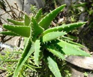 L'Aloe ovvero La Guaritrice Silenziosa fotografia redazione mediterranews.org,riproduzione vietata