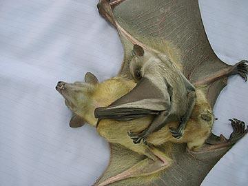 pipistrelli epidemie Africa