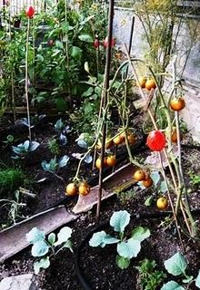 Una passeggiata nell’orto di fine estate Una passeggiata nell’orto di fine estate