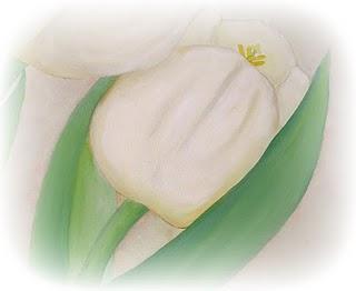 Tulipani bianchi