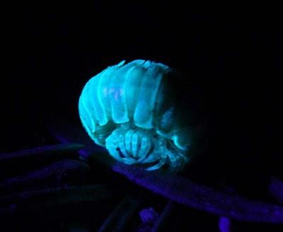 Millepiedi bioluminescente