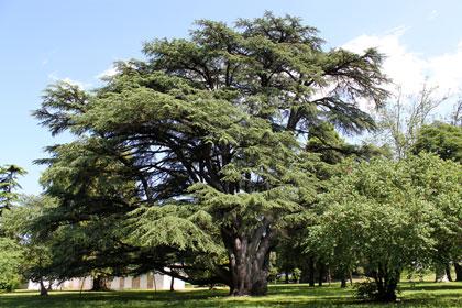 alberi monumentali, cedro del Libano di Villa Paolucci-Merlini a Forlimpopoli (FC)