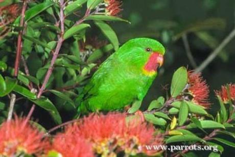 Red Troated Lorikeer