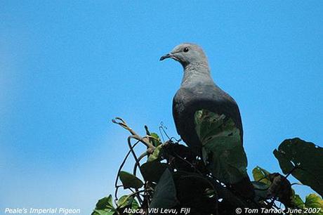 Barking Pigeon