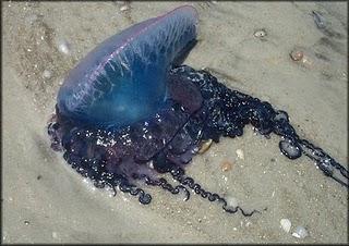 Boom di meduse nei mari italiani. Colpa dell'effetto serra