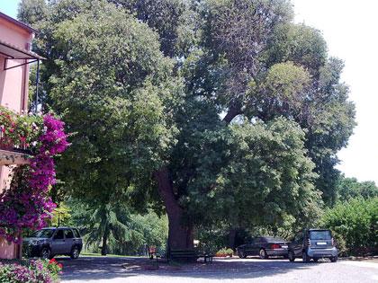  Florablog Contest, nuovo albero monumentale: il bagolaro di Castellaci, Zagarise (CZ)