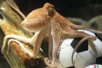 Meglio Paul di Allah BBBBBBBBBBBBBBoctopus