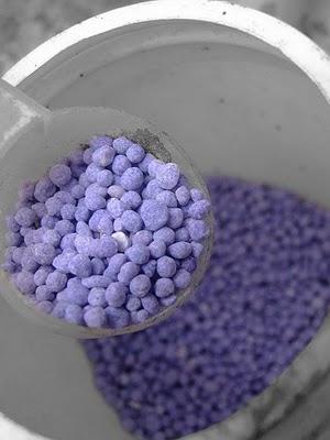 IL NUTRIMENTO DELLE PIANTE D'APPARTAMENTO IL NUTRIMENTO DELLE PIANTE D'APPARTAMENTO