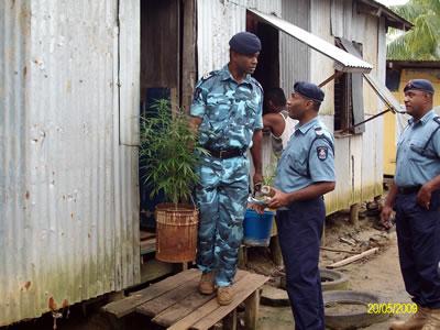 La polizia fijiana trova delle piante di maria in una casa