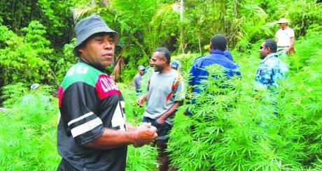 Una piantagione di marijuana alle fiji