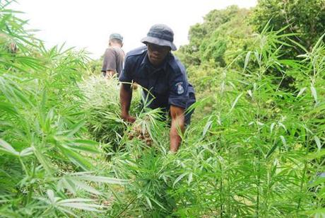 Polizia cerca delle piante di marijuana