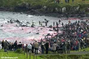massacro alle Isole Fær Øer