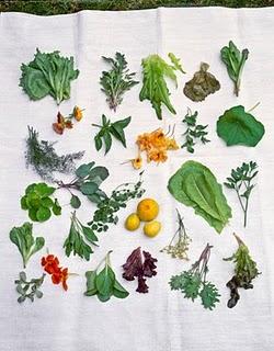 I fiori in gastronomia: colorati, profumati e decisamente saporiti I fiori in gastronomia: colorati, profumati e decisamente saporiti