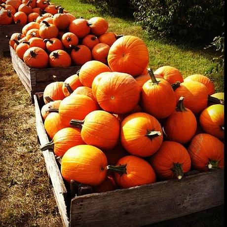 Orange autumn