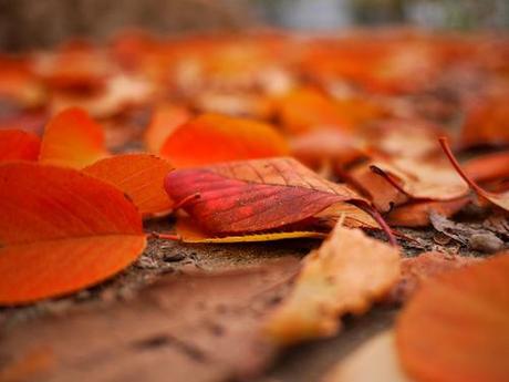 Orange autumn