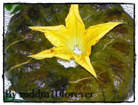 SFORMATO DI RISO IN VELO DI BIETOLE SFORMATO DI RISO IN VELO DI BIETOLE