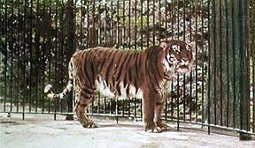 tigre ircana 2