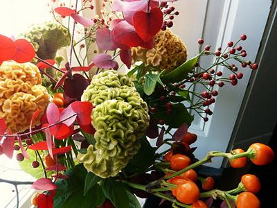 Celosia cristata detta cresta di gallo Celosia cristata detta cresta di gallo