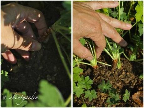 piante tappezzanti: Geranium macrorrhizum