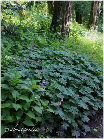 piante tappezzanti: Geranium macrorrhizum