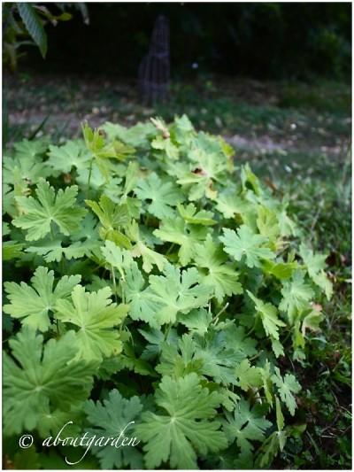 piante tappezzanti: Geranium macrorrhizum