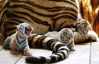 Essere Tigre!