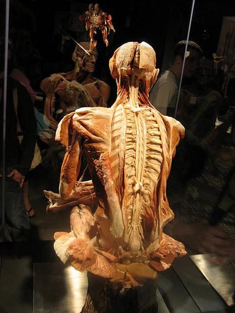 Body Worlds