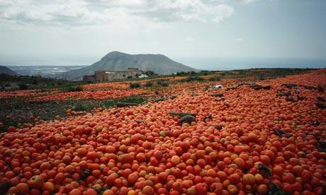 Food_waste_surplus_tomatoes